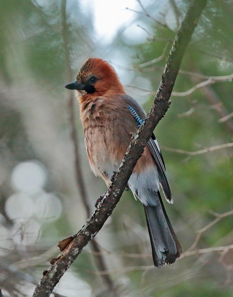 Сойка хохлатая