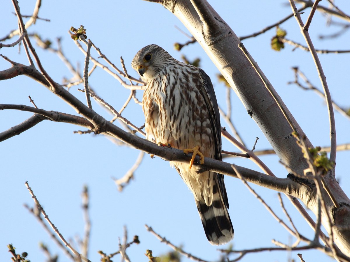 Мелкие Хищные птицы Подмосковья