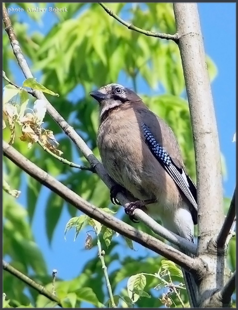 Сойка Подмосковная