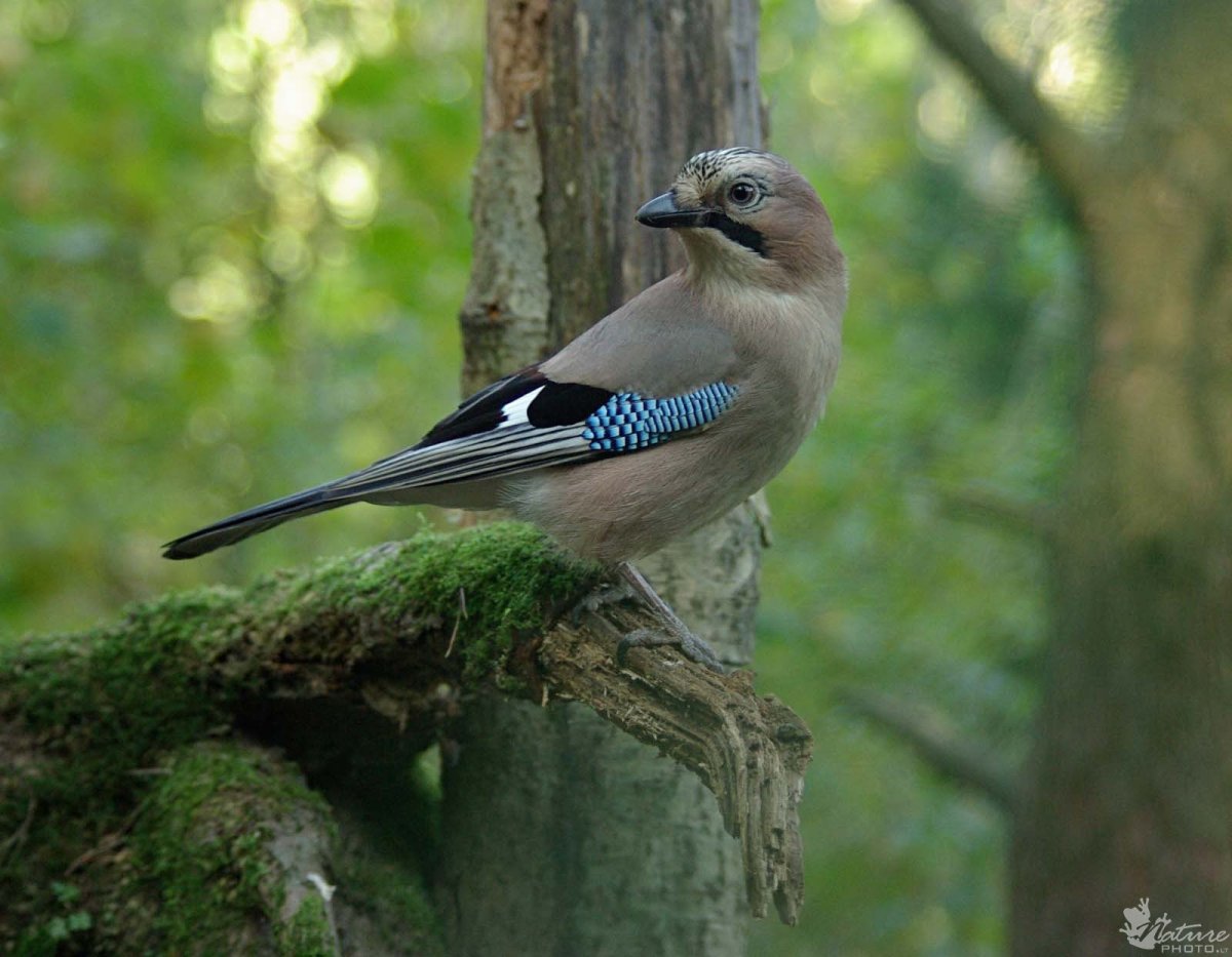 Птица Сойка Крымская