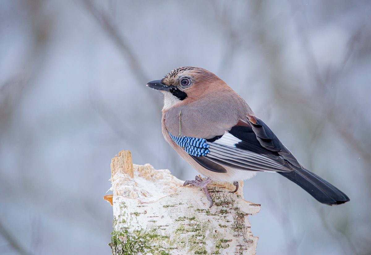 Пение сойки слушать