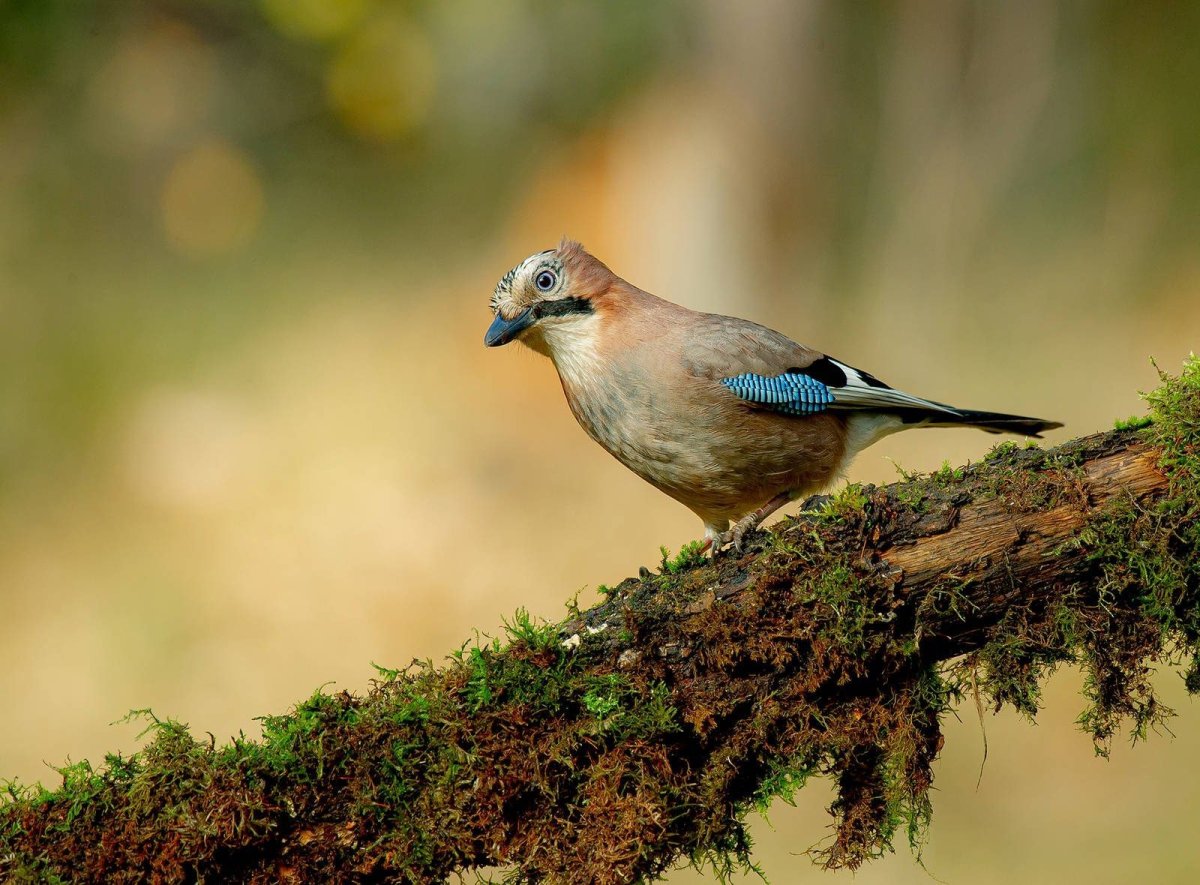 Сойка европейская