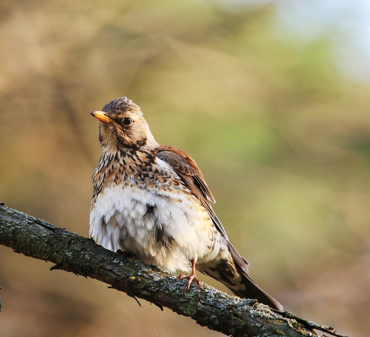 Воробьиный Дрозд