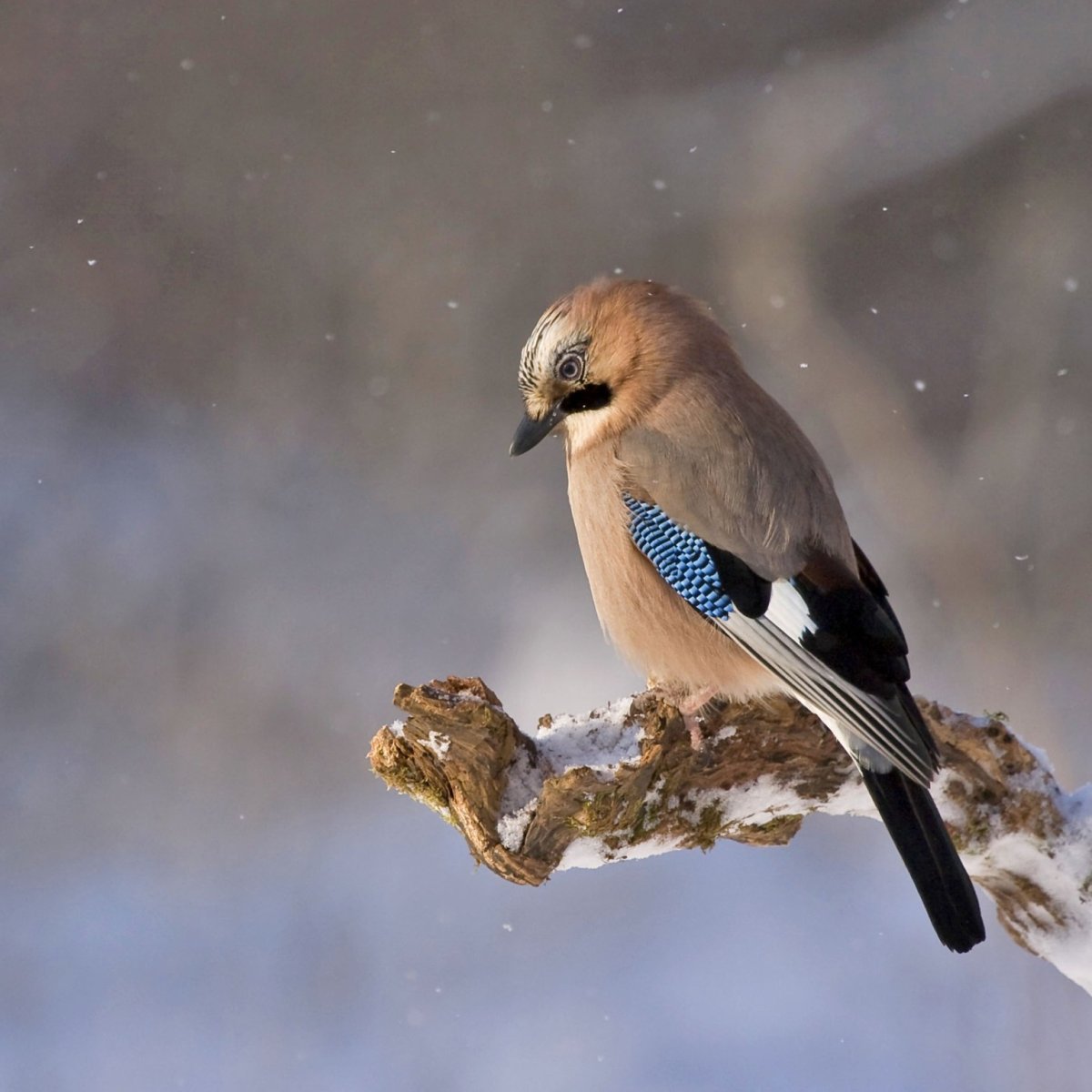 Зимующие птицы Сойка