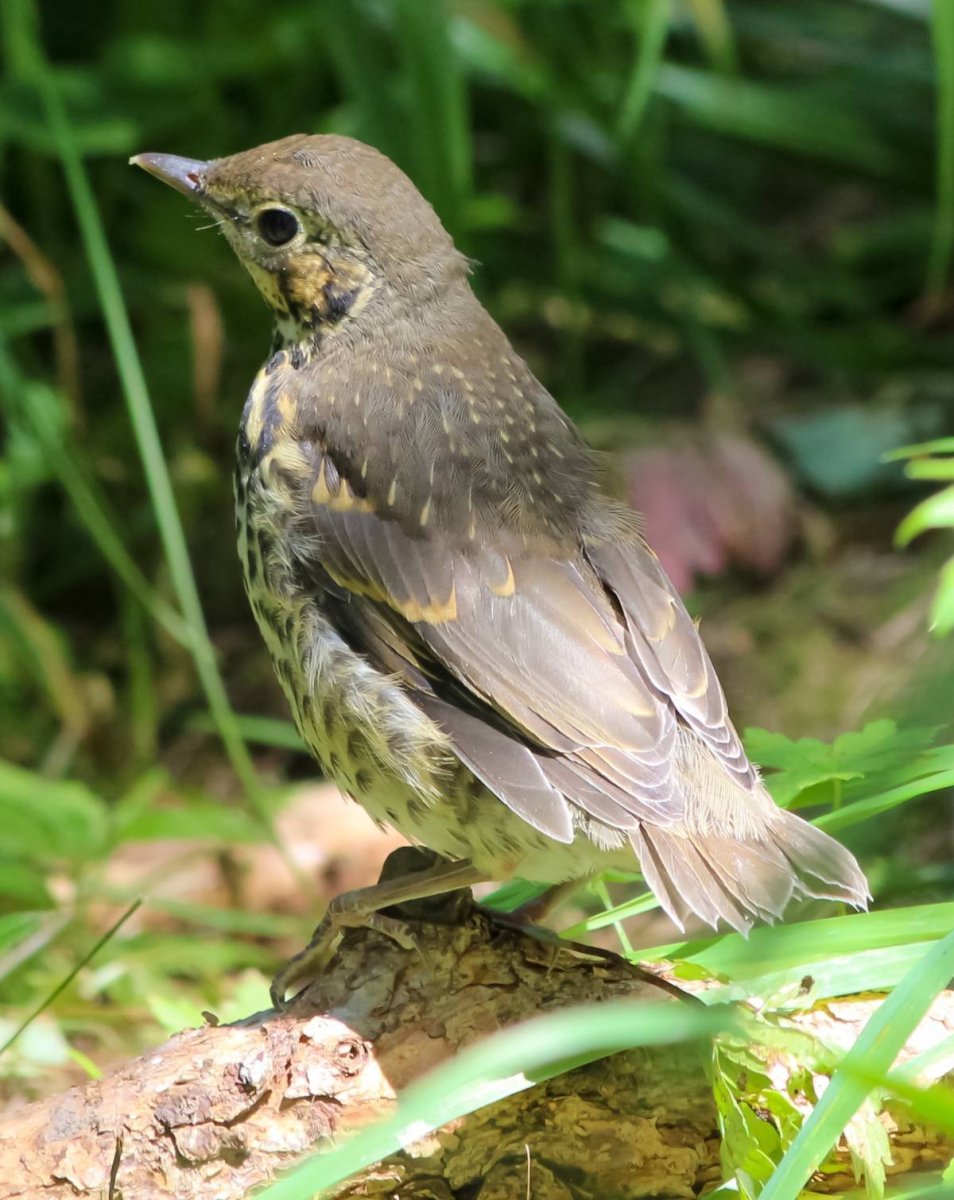 Лесной Дрозд