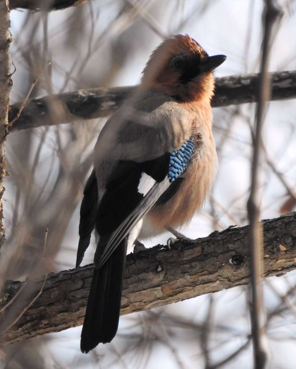 Сойка Приморский край