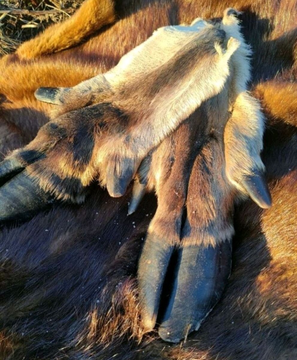 Копыто лося