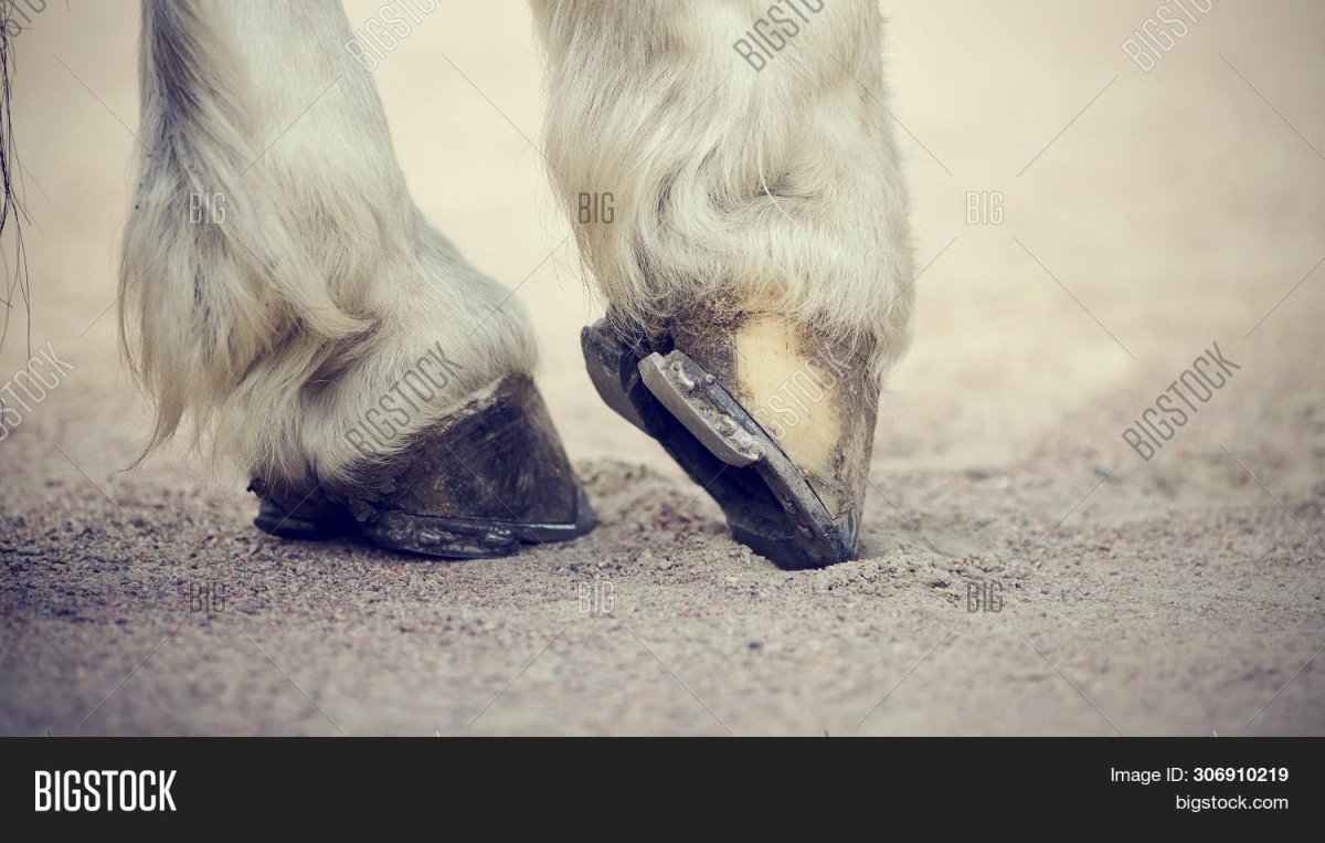 Лошадь отбросила копыта