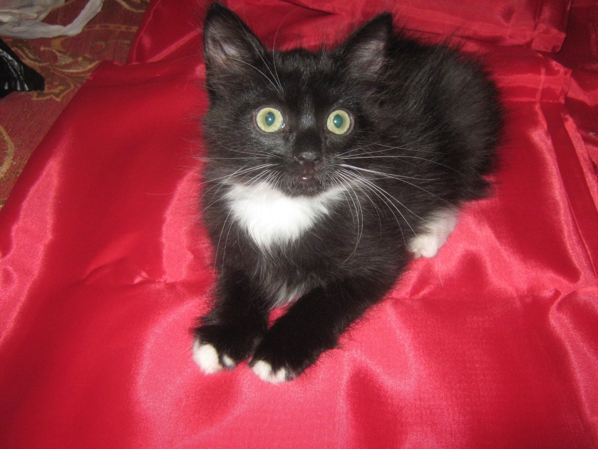 Турецкая ангорская кошка черно белая