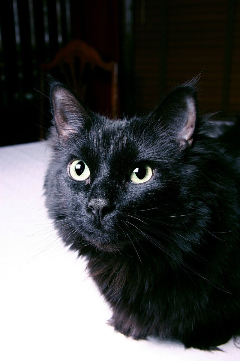Ангорские коты черные