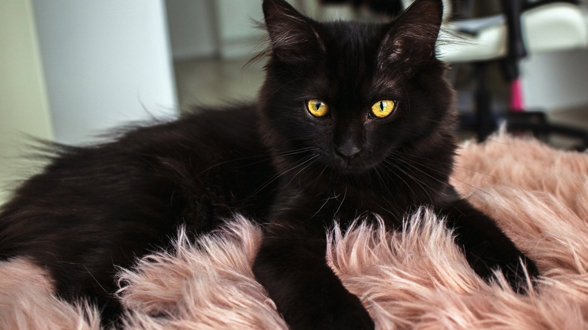 Черная пушистая кошка
