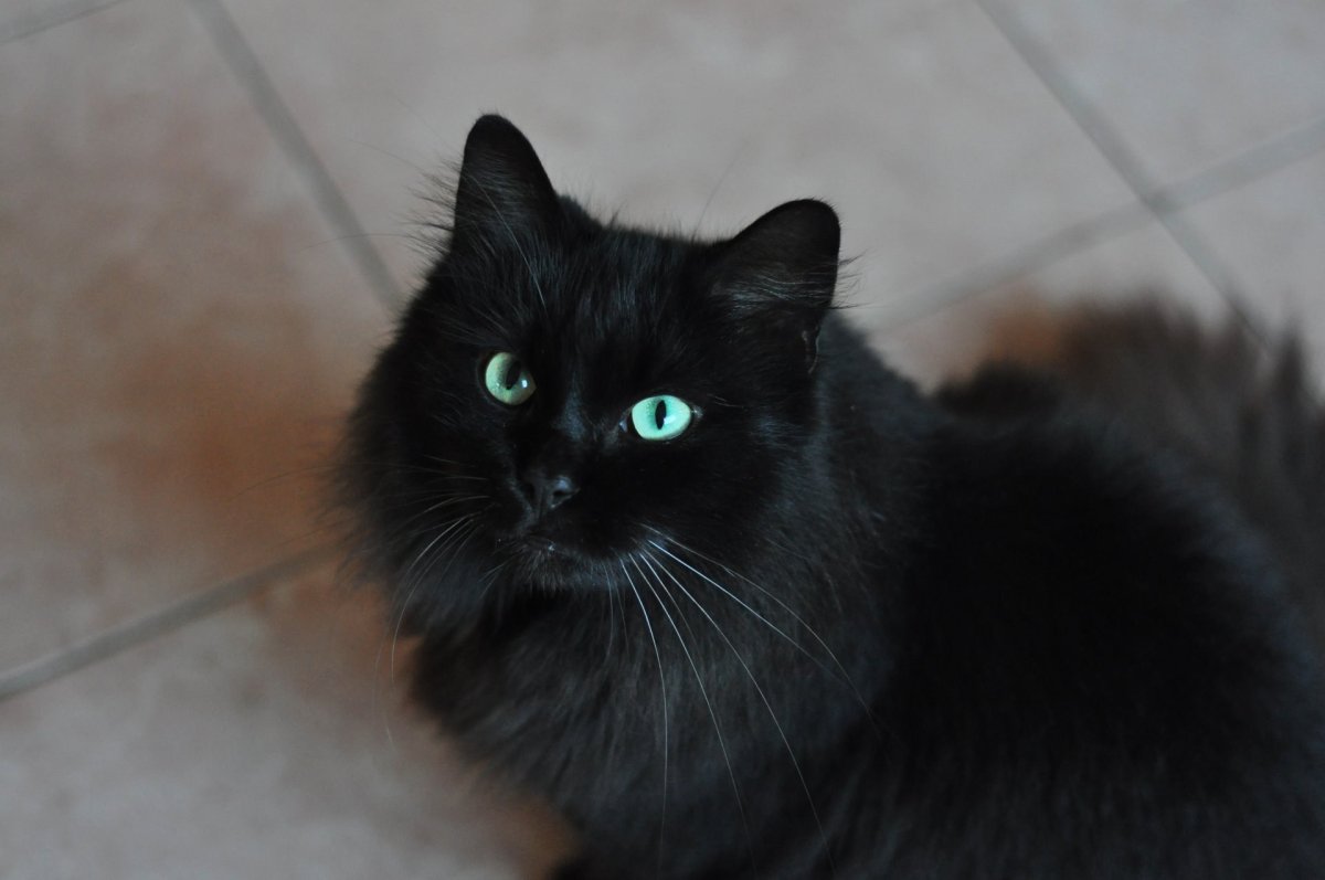 Ангорские котята черные