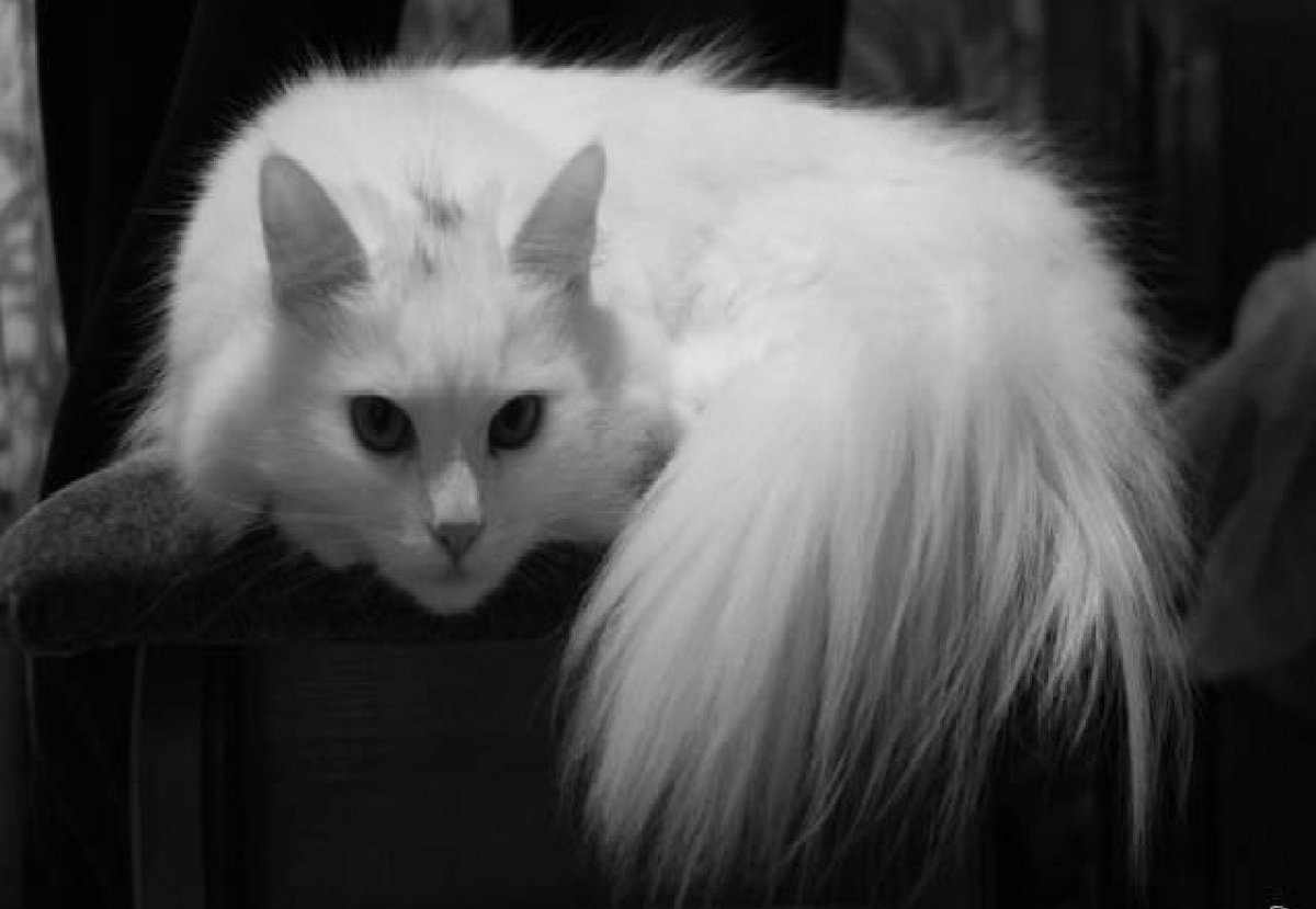 Турецкая ангора кошка черно белая