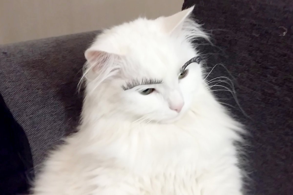 Турецкий ангорский кот черно белый