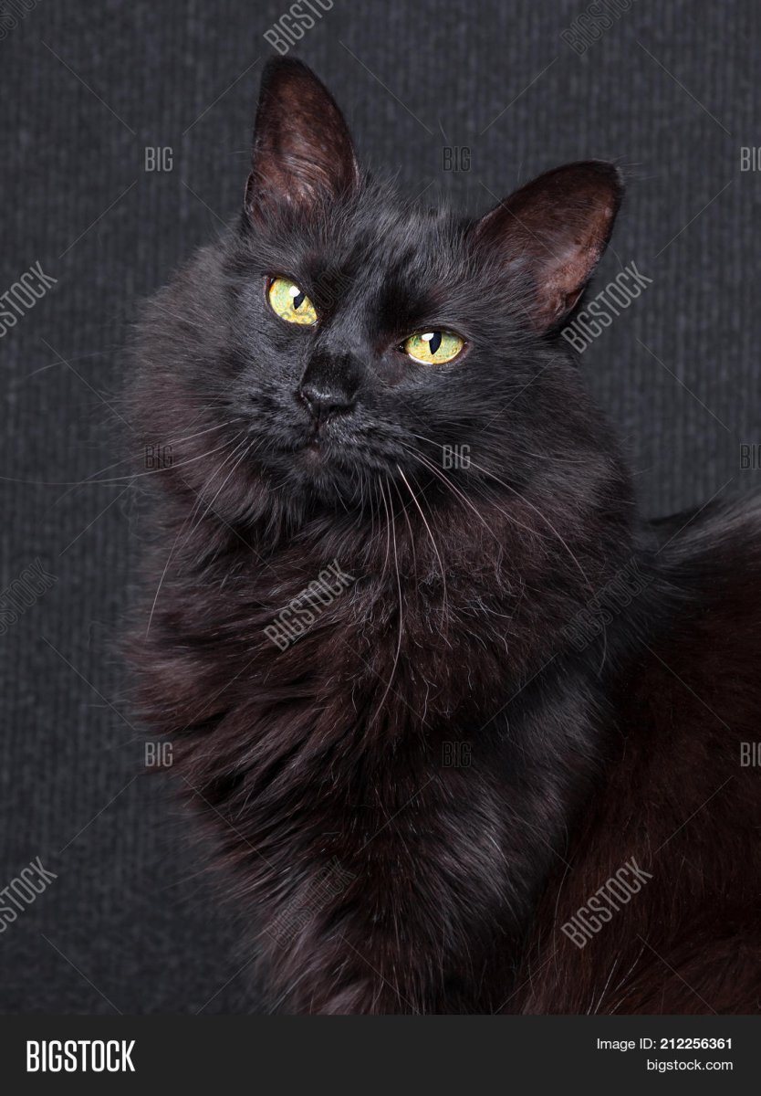 Сибирская ангора кошка черная