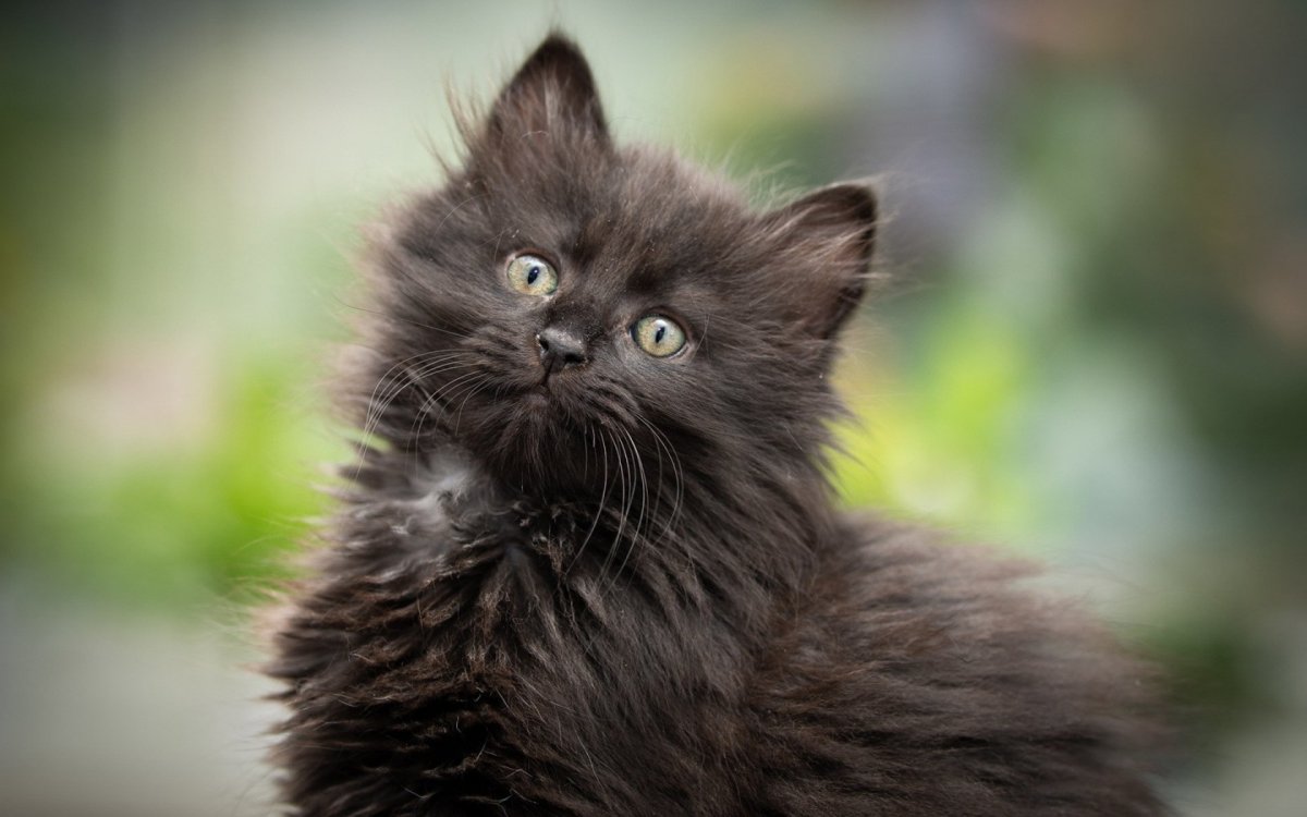 Черный Сибирский котенок