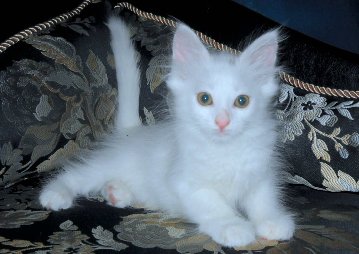 Турецкая ангорская кошка котята