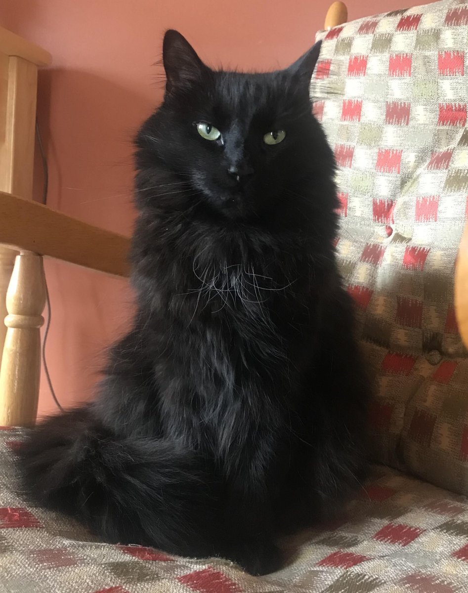 Fluffy Black Cat