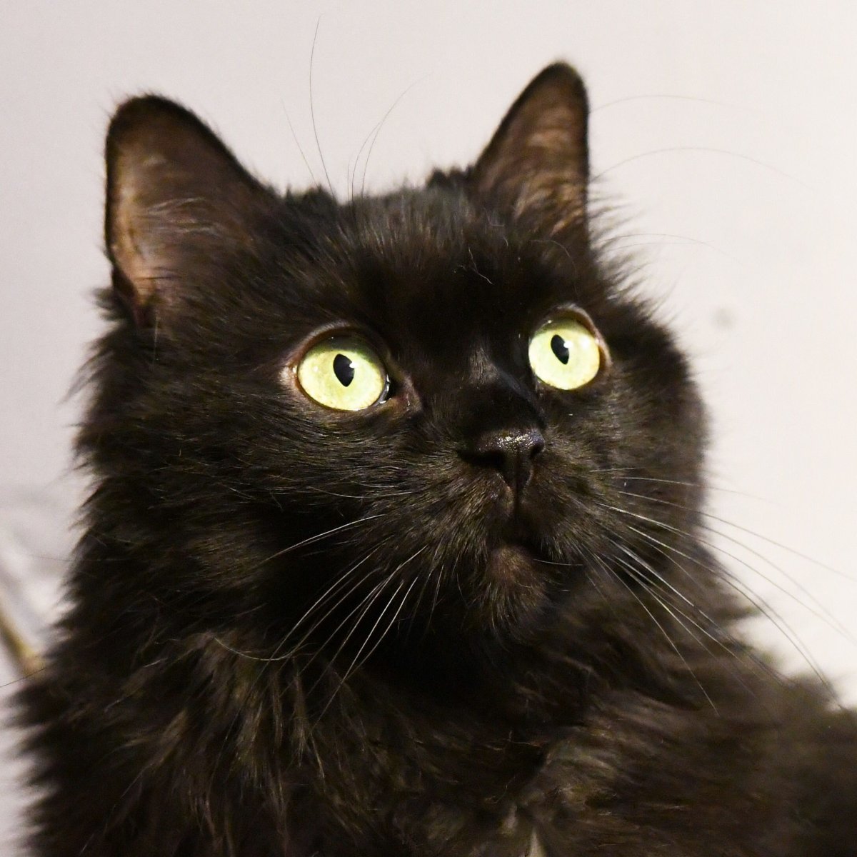 Ангорская кошка черная шоколадная