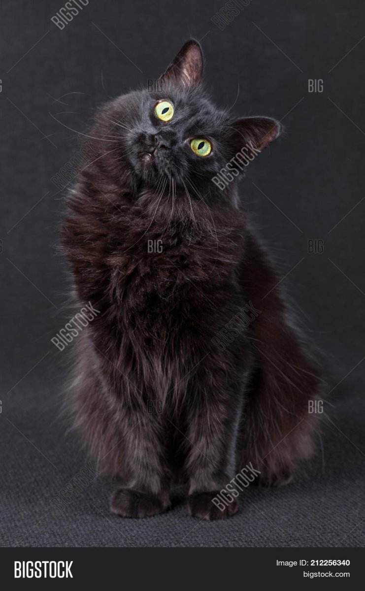 Ангорский кот черный в смешных позах