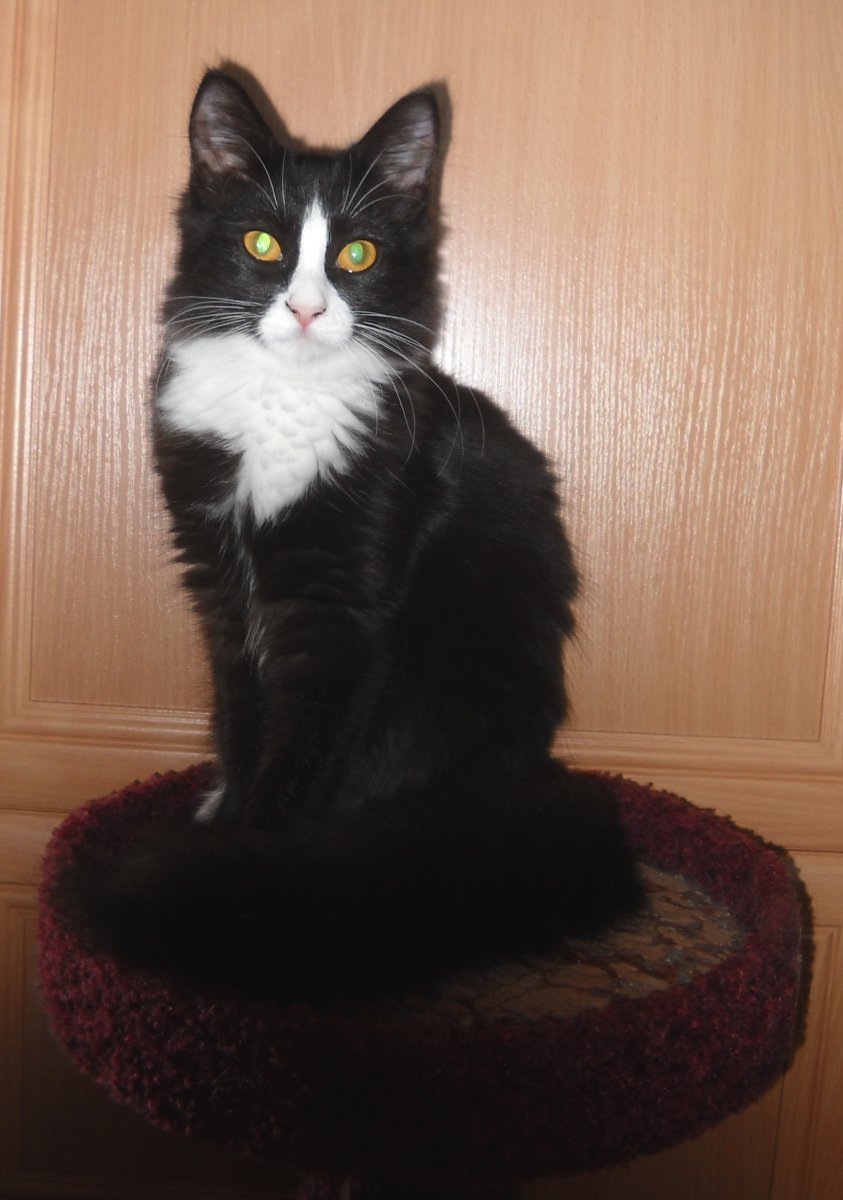 Турецкая ангора черная с белым