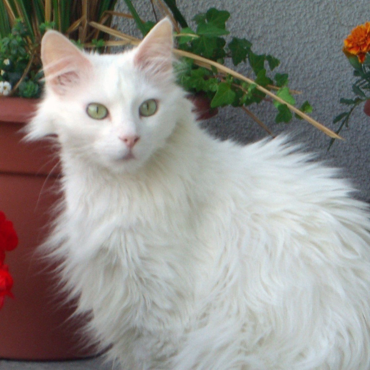 Турецкая ангора до 1990