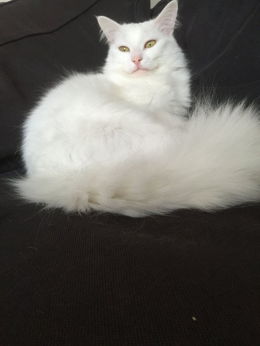 Ангорский кот