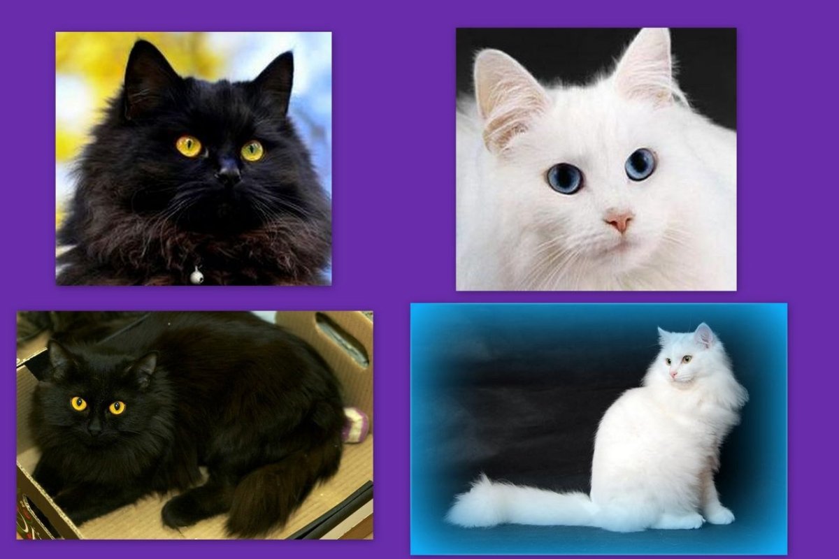 Сибирские коты черные