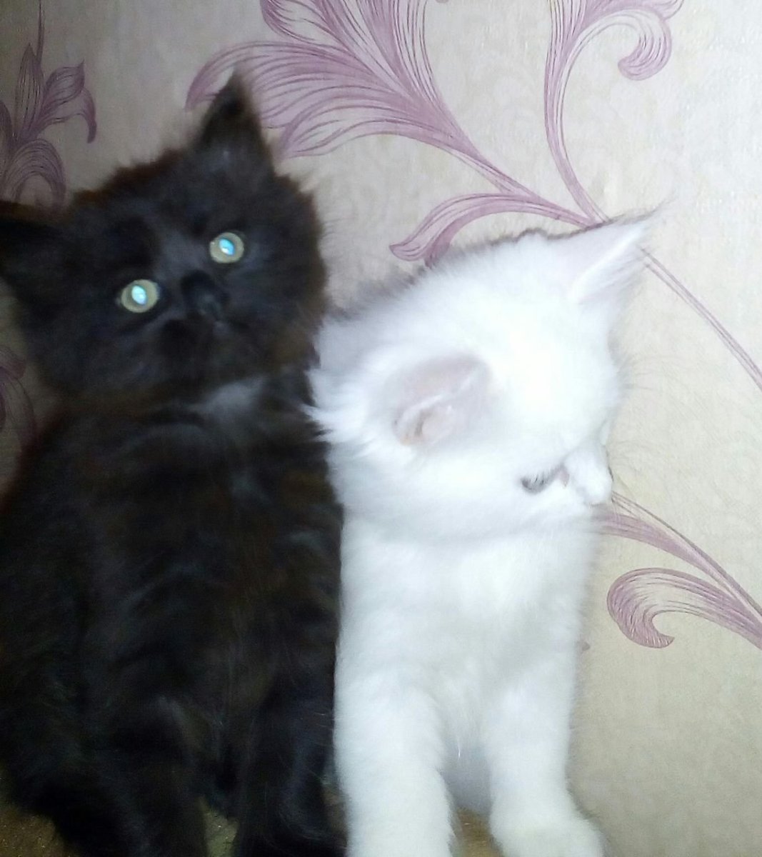 Турецкий ангорские котята черные