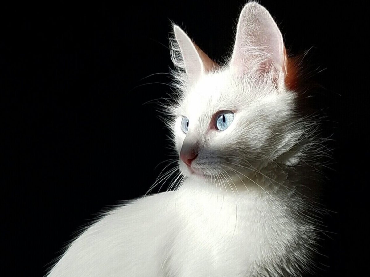 Турецкая ангора черная