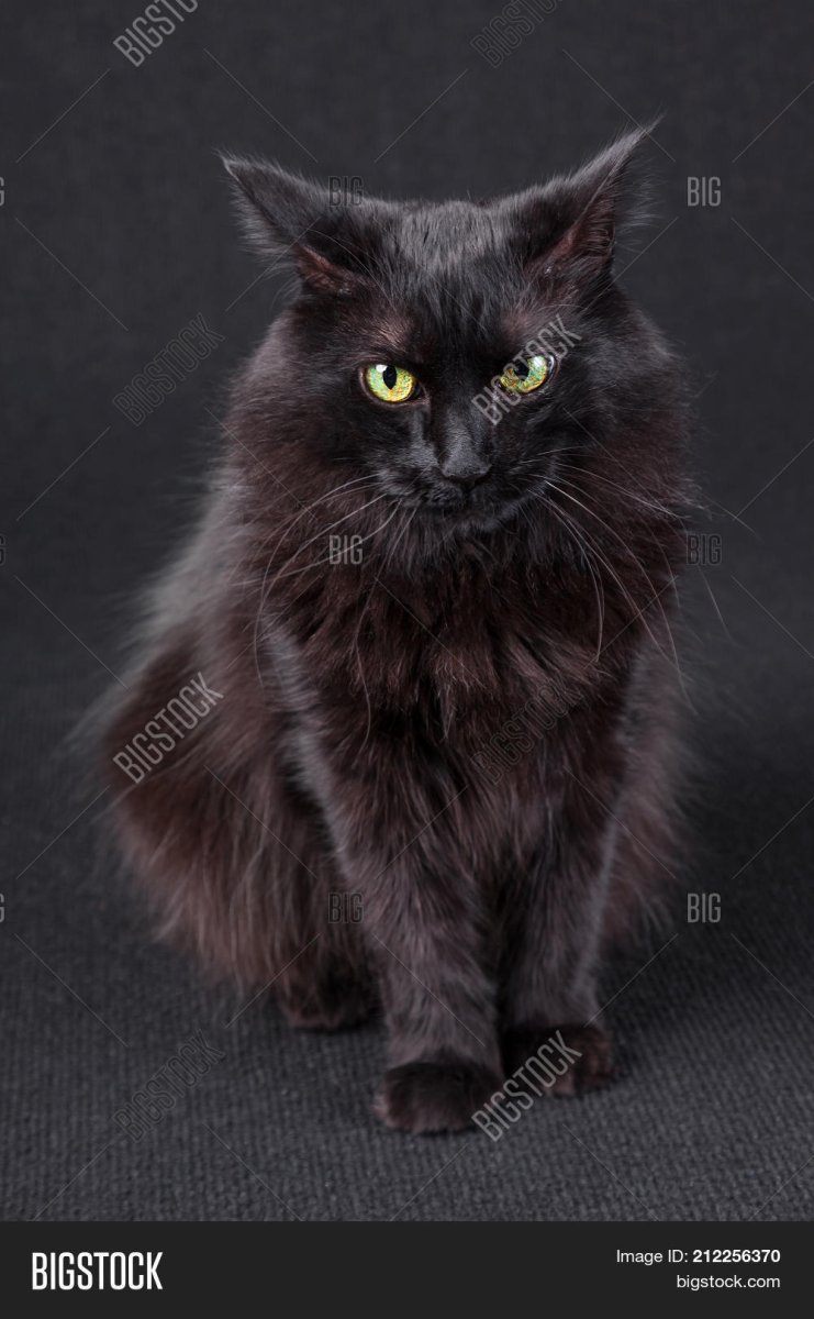 Чёрный сплющенный кот