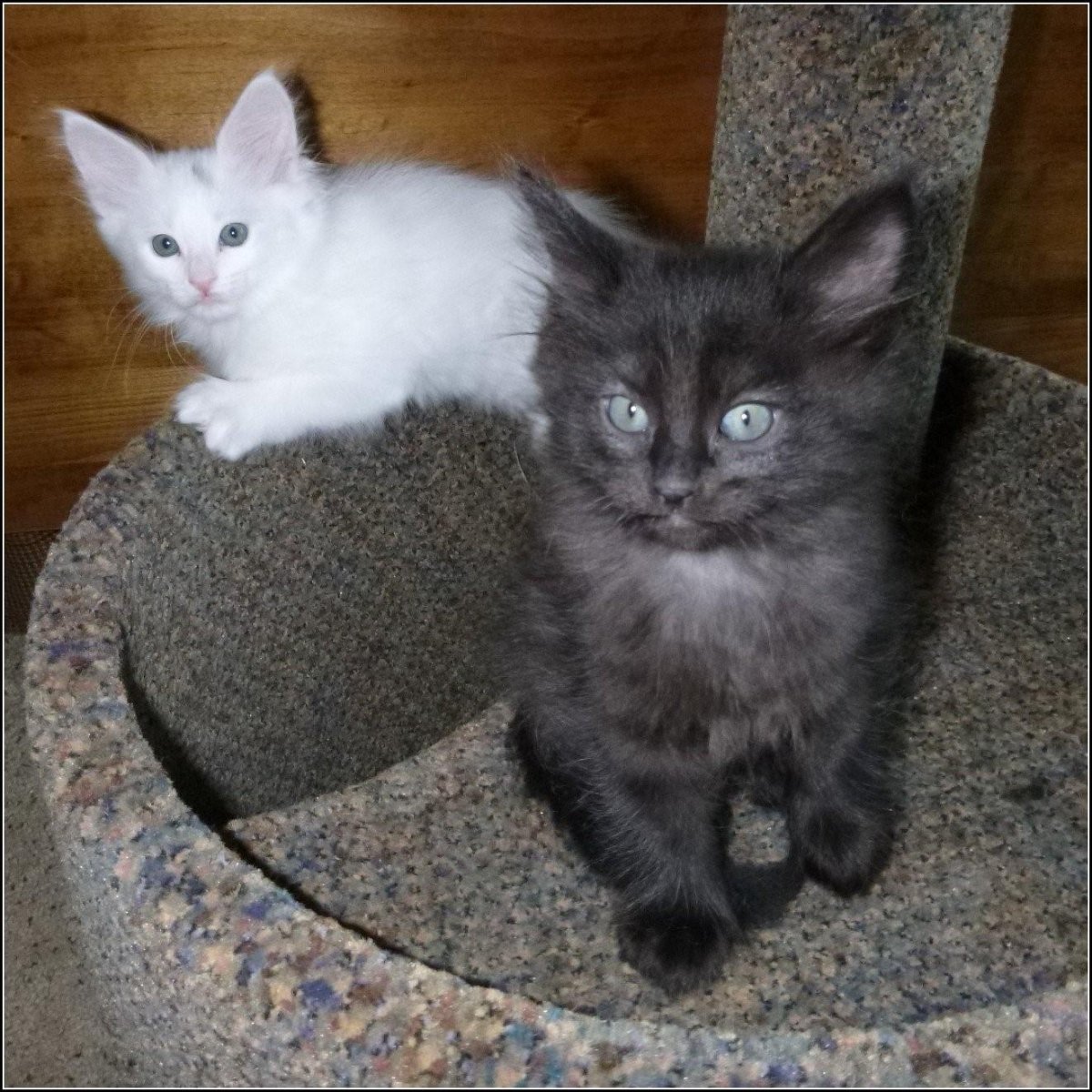 Турецкая ангора котята черные