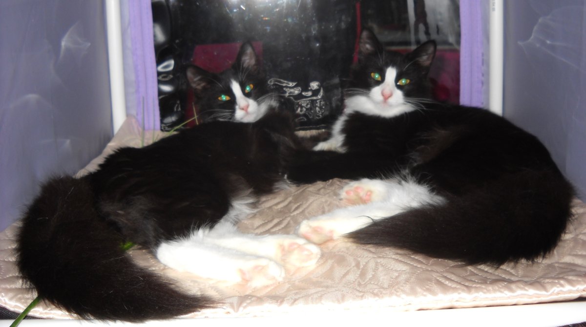 Турецкая ангора кот черно белый