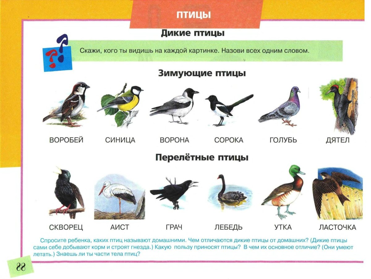 Перелетные и зимующие птицы