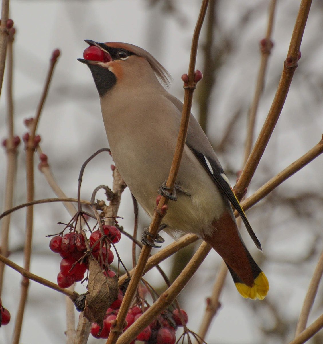 Свиристель Перелетная