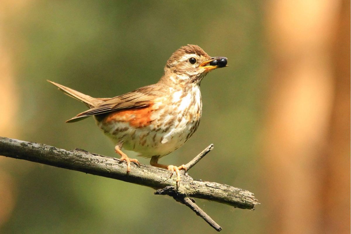 Redwing turdus iliacus