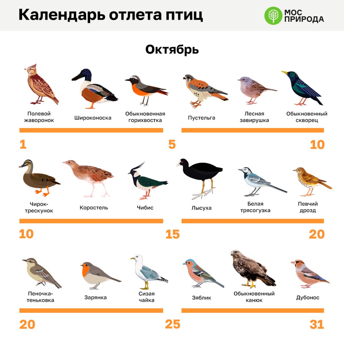 Перелетные птицы Москвы