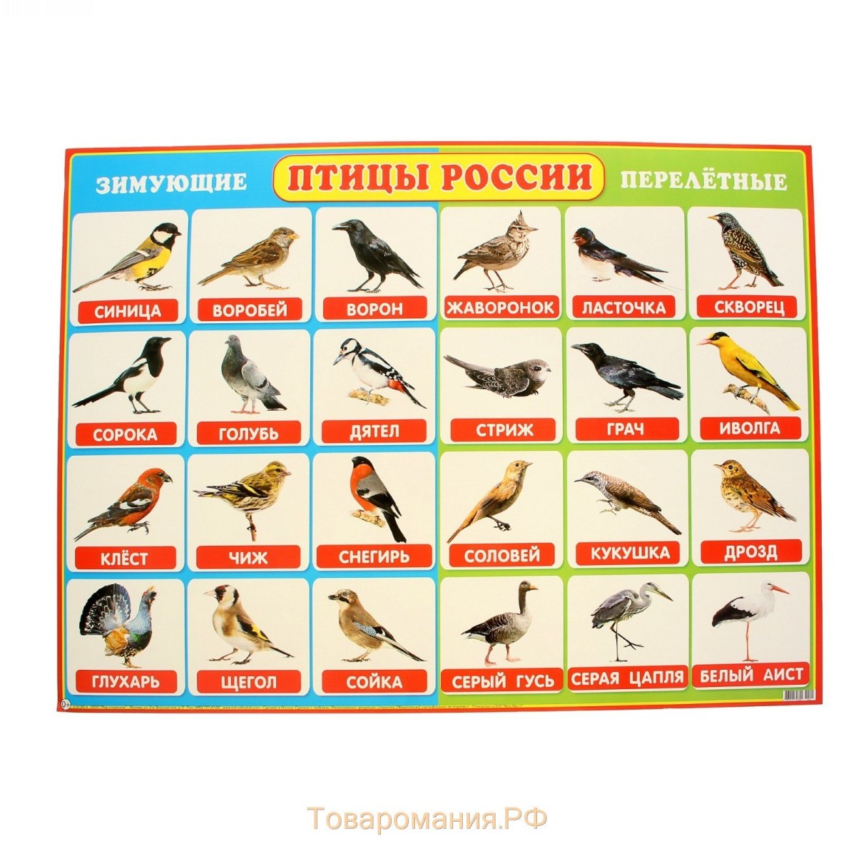 Плакат птицы