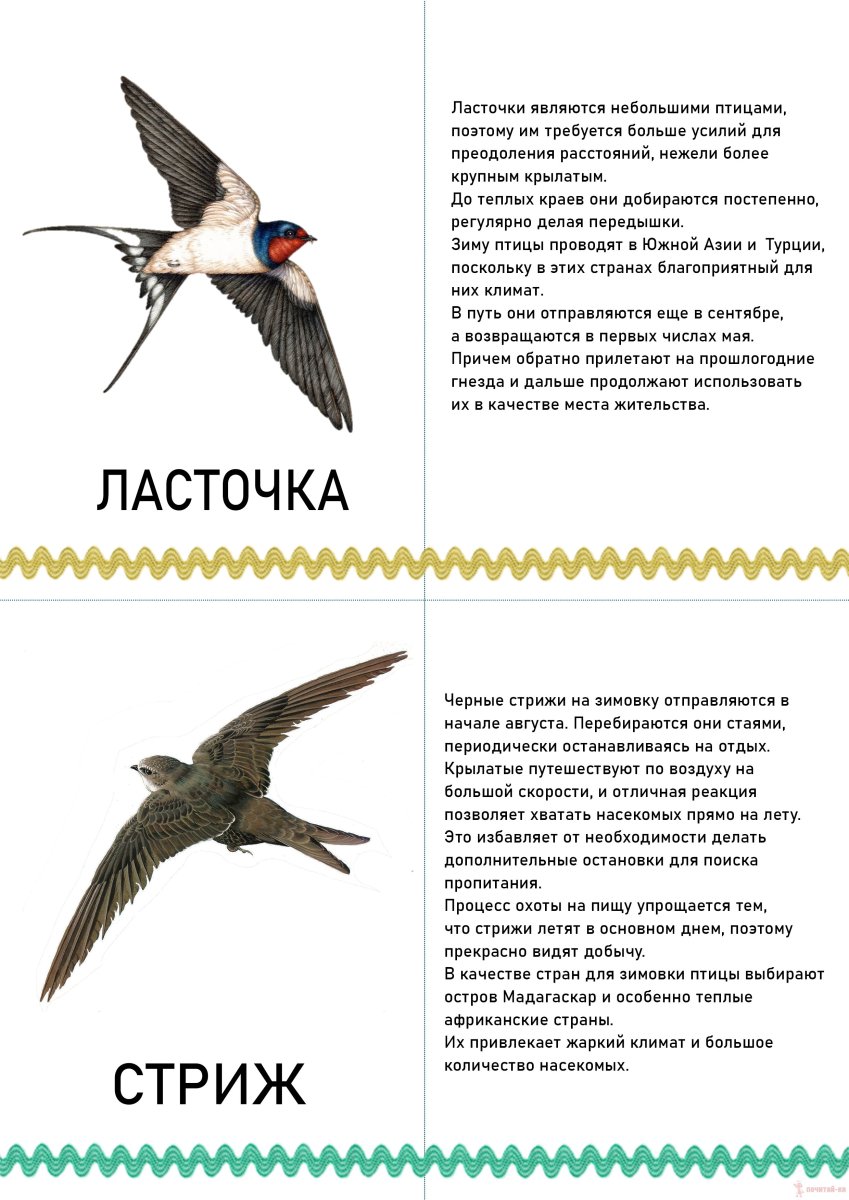 Воробей Перелетная птица или нет