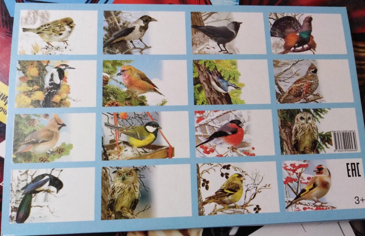 Зимующие птицы России для детей