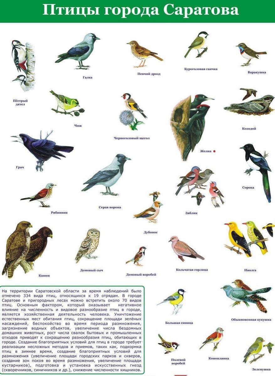 Перелетные и зимующие птицы в Саратовской области