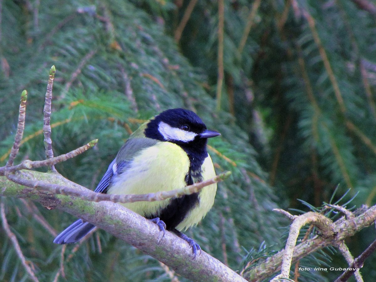 Зимующие птицы национального парка