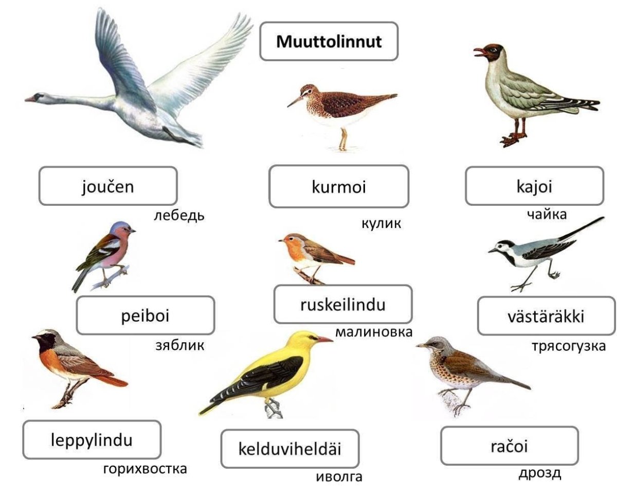 Птицы на Карельском языке