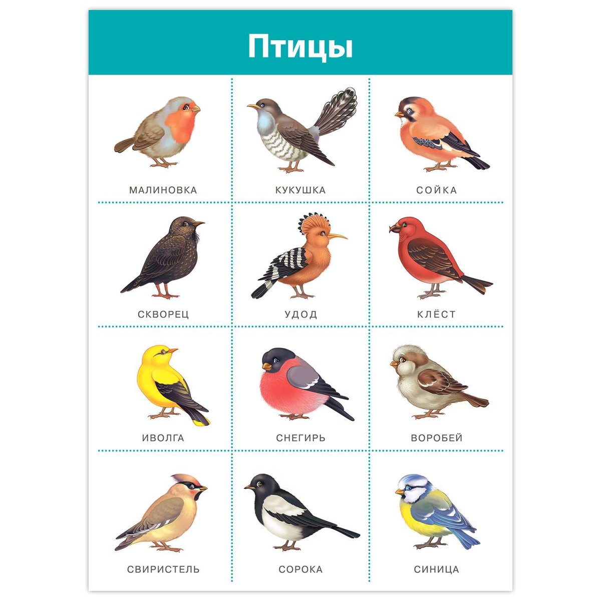 Плакат птицы