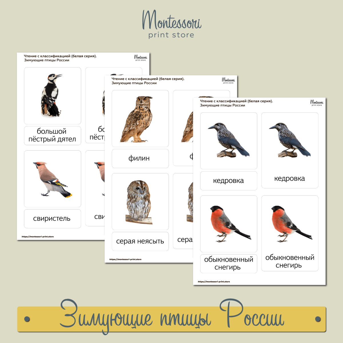 Все зимующие птицы России