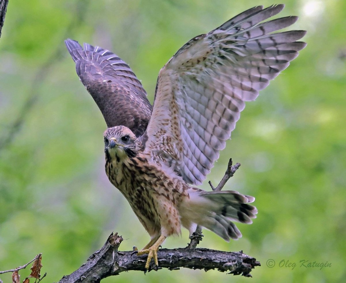 Птица Ястребиный Сарыч
