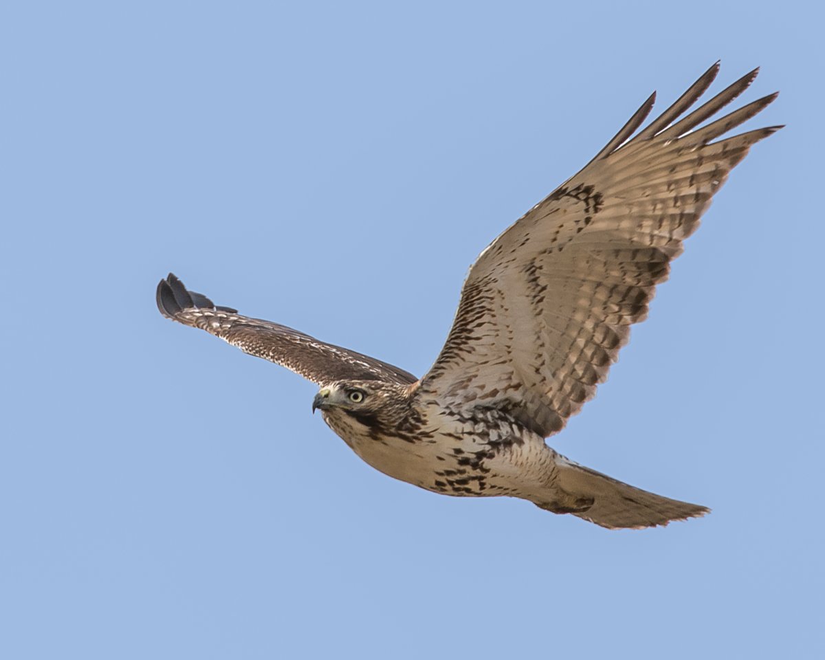 Сокол Сапсан ястреб Коршун