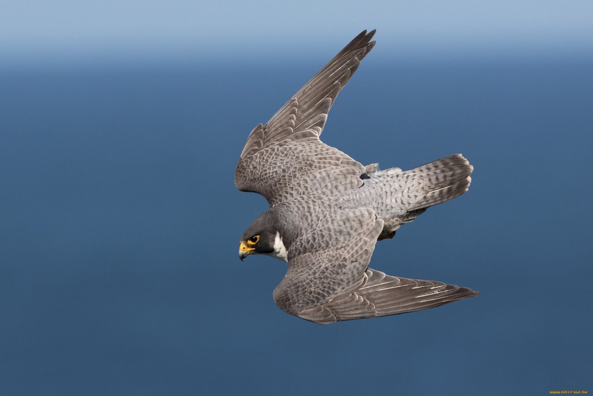 Истринское водохранилище Хищные птицы