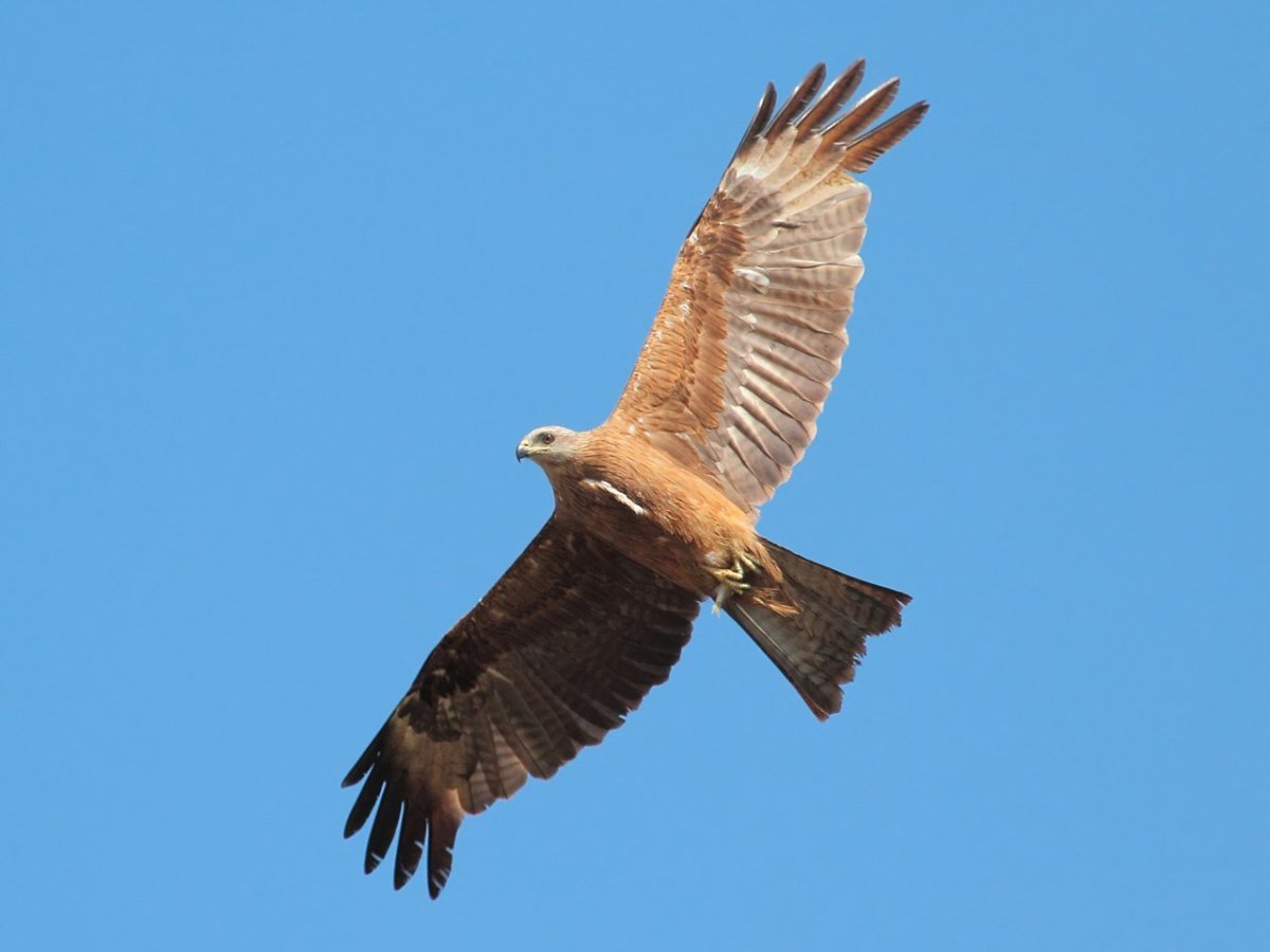 Коршун Удмуртия