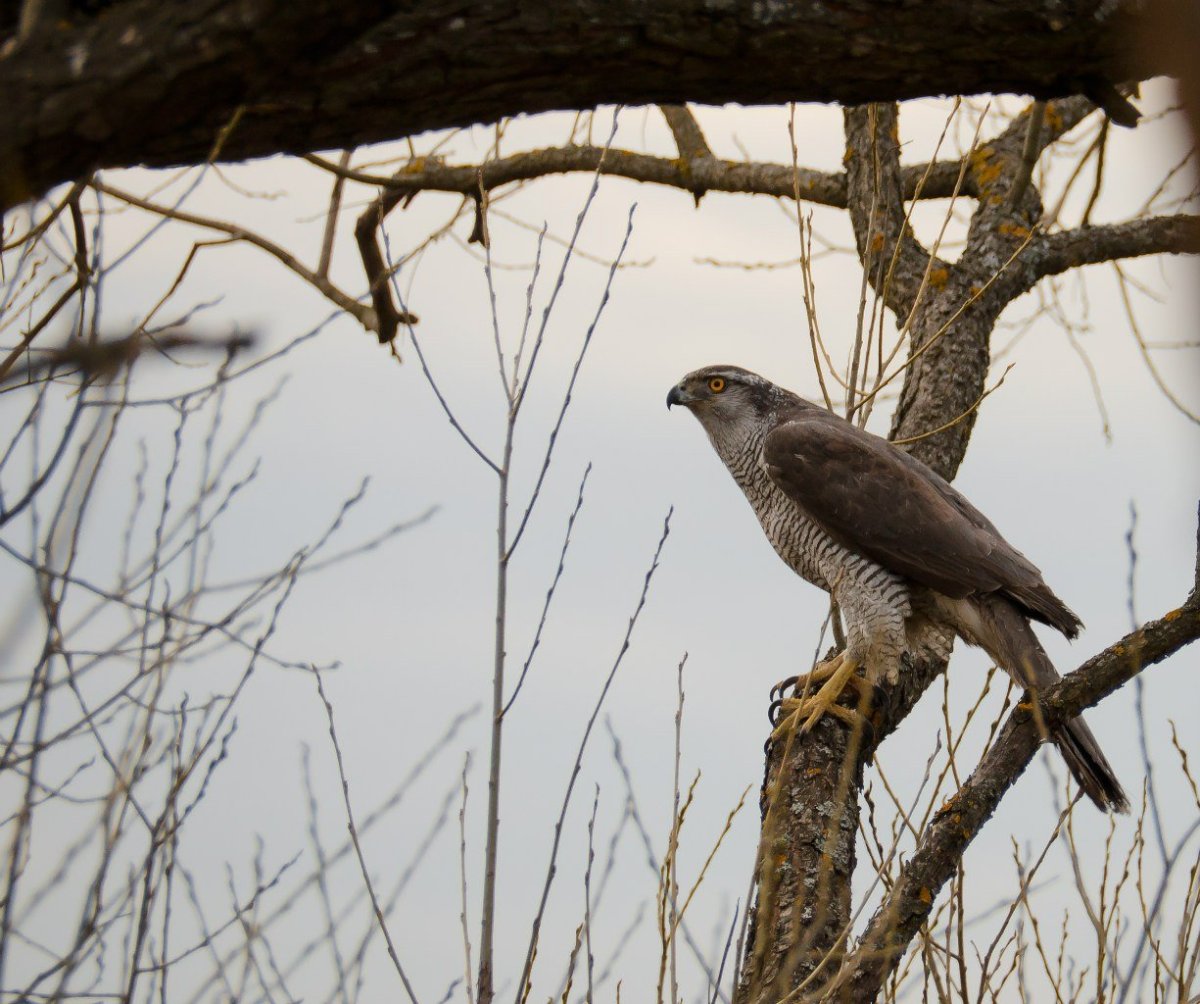 Тетеревятник (Accipiter gentilis)